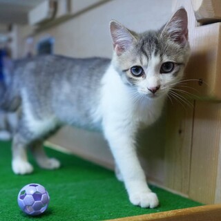 かわいいジルバ君です