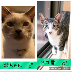 保護猫譲渡会@高浜市