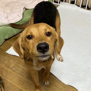 美人・賢い・甘えん坊そして子犬らしいお転婆さん♡