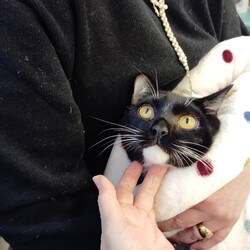 猫の譲渡会・南生涯学習センター