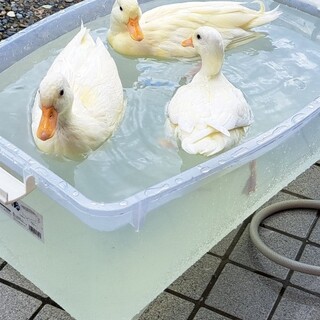 コールダック2羽里親募集中！