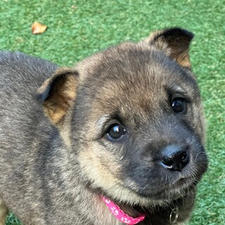 1.5ヶ月女の子　元気な子犬　モカちゃん