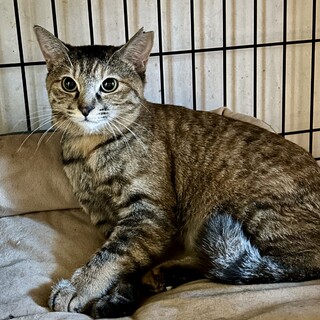 シャイですが触るとゴロゴロ♪　ピンキーちゃん