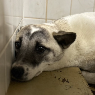 殺処分対象❗️収容期限1/24迄❗️延長なし