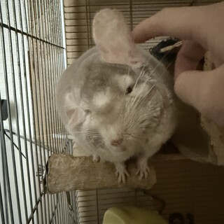 3歳♂もふもふチンチラ