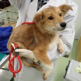 【他団体引出しのため終了】ぷんちゃん