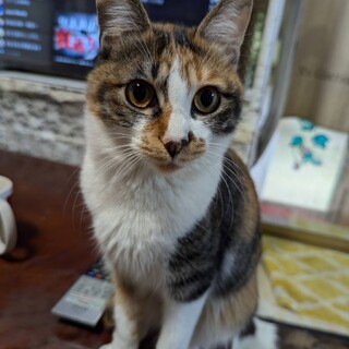 エイズなんか怖くない！性格◎の三毛ちゃん