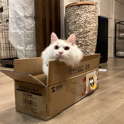 「【つきまろ君】中耳炎治りました！里親募集開始」サムネイル2