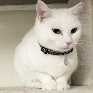 【7/26⭐️泉大津にて譲渡会】参加猫白雪ちゃん