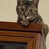 【10/12⭐️泉大津にて譲渡会】参加猫ムギちゃん サムネイル2