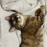【10/12⭐️泉大津にて譲渡会】参加猫ムギちゃん サムネイル3