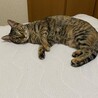【10/12⭐️泉大津にて譲渡会】参加猫ムギちゃん サムネイル5