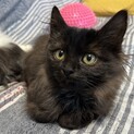 ふわもこ黒猫のモカちゃん❤️
