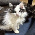 長毛白黒ラテくん❤️