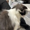 長毛白黒ラテくん❤️ サムネイル4
