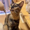 人が大好きな天真爛漫で可愛いらんま