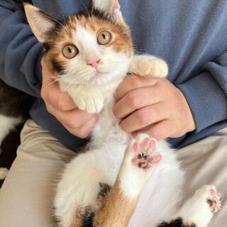 ４兄妹・ケイトちゃん（２匹一緒に）