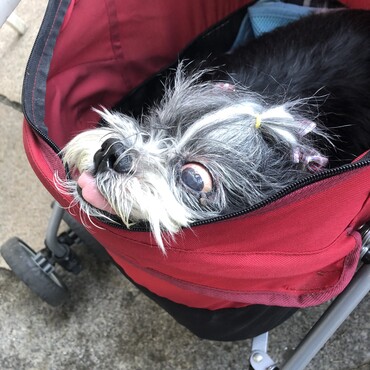 in the stroller