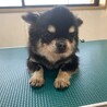 セド君！イケメンな男の子！ サムネイル2