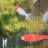 錦鯉・金魚