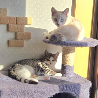 甘々シャムMIXとシャイなキジシロの兄妹