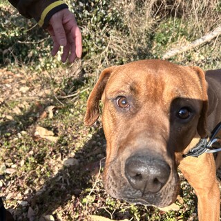 おっとり甘えん坊の土佐犬の募集