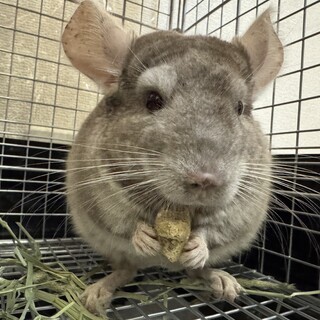 9ヶ月♂ 部屋んぽ大好きチンチラ