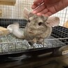 9ヶ月♂ 部屋んぽ大好きチンチラ サムネイル2