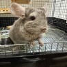 9ヶ月♂ 部屋んぽ大好きチンチラ サムネイル3