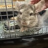 9ヶ月♂ 部屋んぽ大好きチンチラ サムネイル4