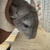 9ヶ月♂ 部屋んぽ大好きチンチラ サムネイル6