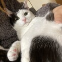 白黒　メス　幸せのカギしっぽ　生後8ヶ月くらい