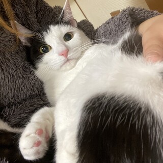 白黒　メス　幸せのカギしっぽ　生後8ヶ月くらい