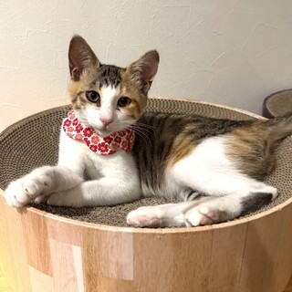 2/2譲渡会参加:三毛猫の子猫【仮】えっちゃん