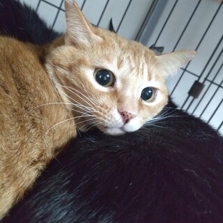 ベビーフェイスのレオくん☆