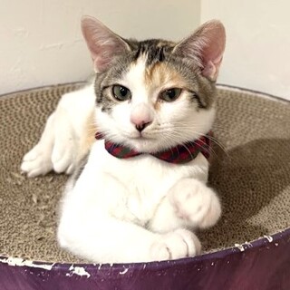 2/2譲渡会参加：パステル三毛？【仮】かまちゃん