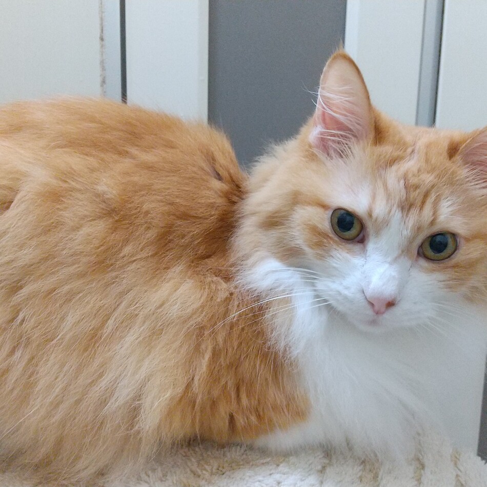 麦のカバー写真