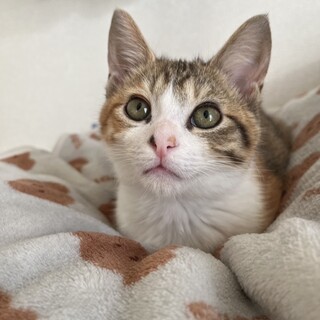 人間大好きな三毛のうに、3か月、女の子