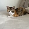 人間大好きな三毛のうに、3か月、女の子 サムネイル4