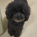 ブラックのトイプードル　女の子4歳