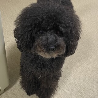 ブラックのトイプードル　女の子4歳