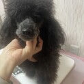 ブラック　トイプードル　男の子　8歳