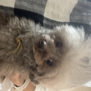 ブラウンのティーカッププードル