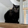 キャットタワー大好き★ボンくん サムネイル2