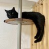 キャットタワー大好き★ボンくん サムネイル4