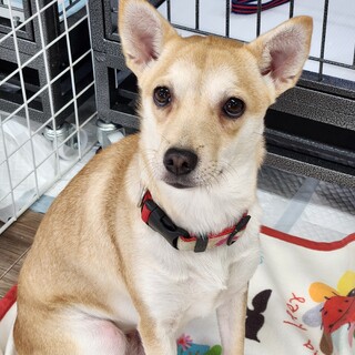 柴犬とチワワのMIX犬里親募集