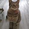 動物病院の保護猫・ベビーフェイスなキジトラくん サムネイル2