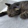 動物病院の保護猫・ベビーフェイスなキジトラくん サムネイル4