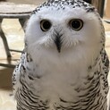 シロフクロウ雌の里親募集