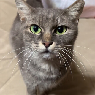 野良なのに甘えんぼうな女の子